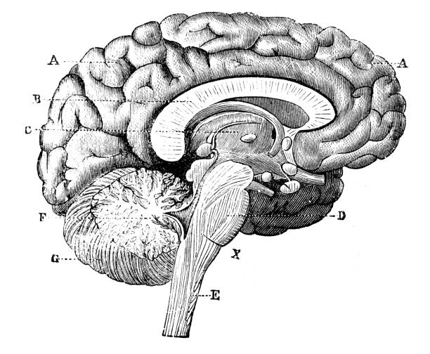 brain map with skills display